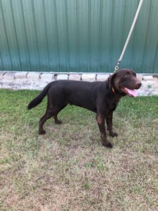 Gunner | Salkehatchie Labrador